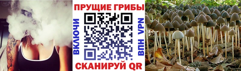 Галлюциногенные грибы Psilocybine cubensis Стерлитамак